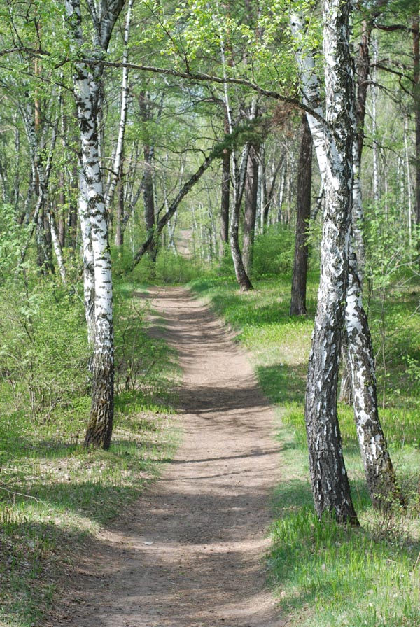 Убегающая дорожка в лес, сказочная природа Тольятти